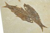 Limestone with Three Fossil Fish (Knightia) - Wyoming #354081-1